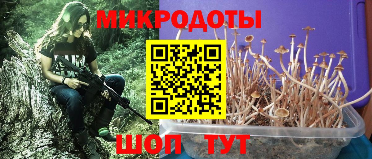 Гай  Галлюциногенные грибы Psilocybe  Вход с VPN 